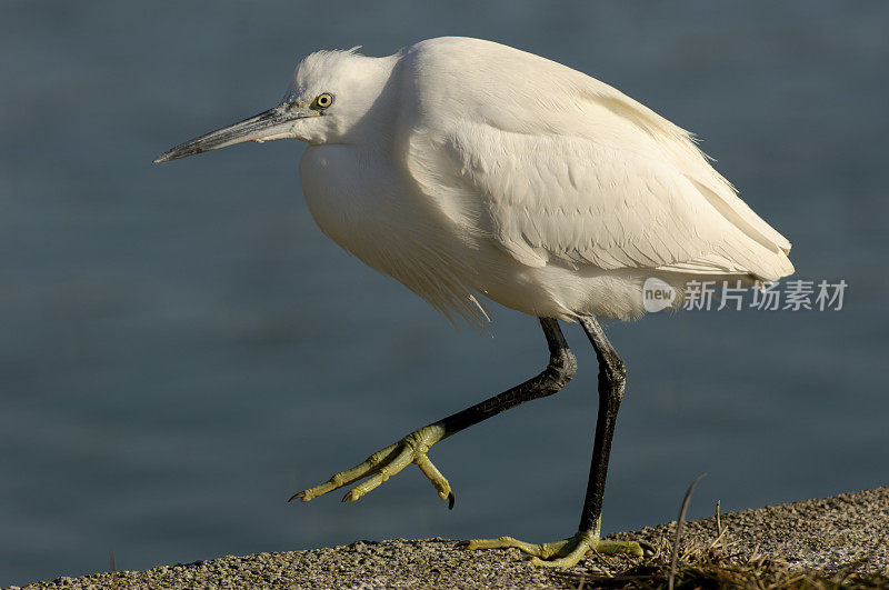 小白鹭(Egretta garzetta)